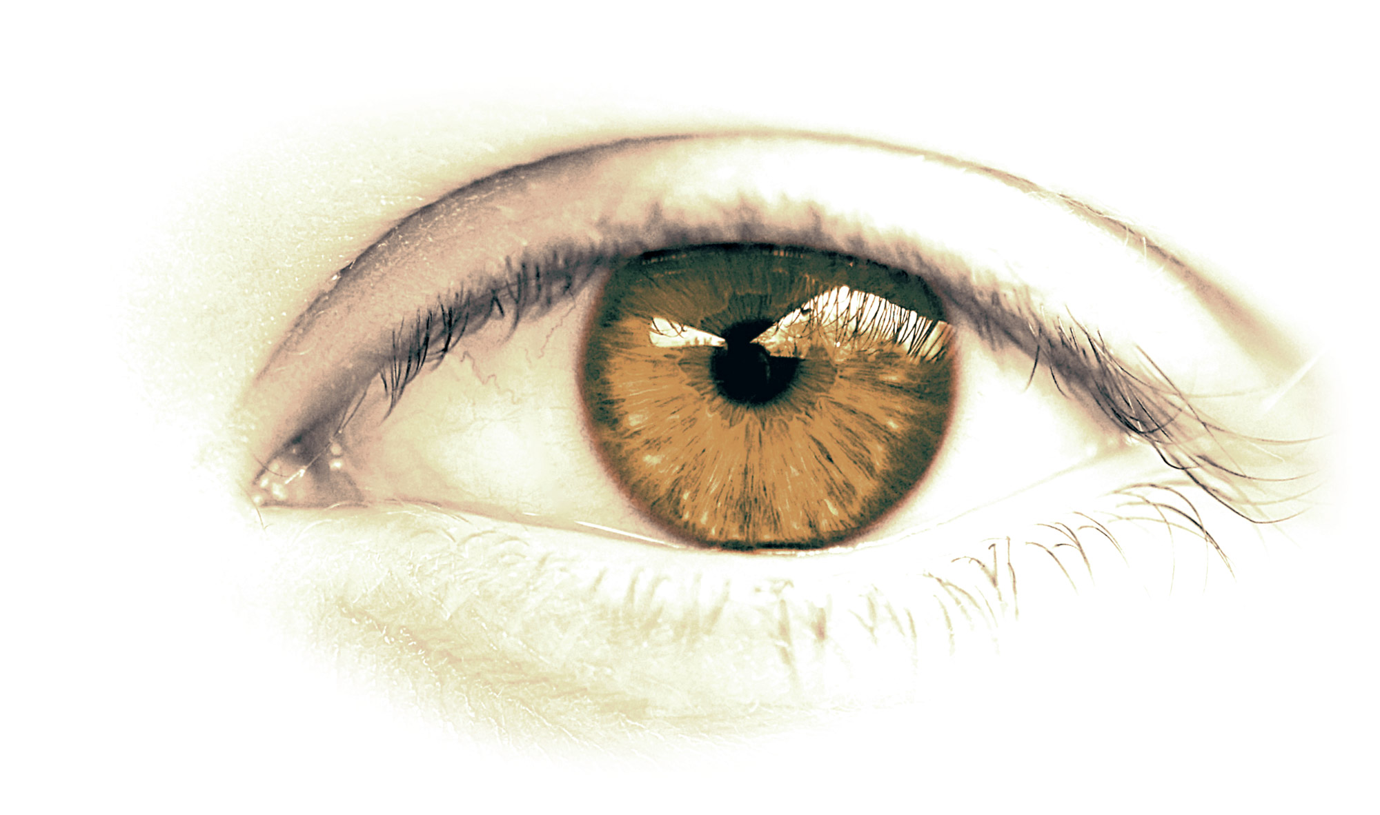 Auge in braun von Optik Sagawe